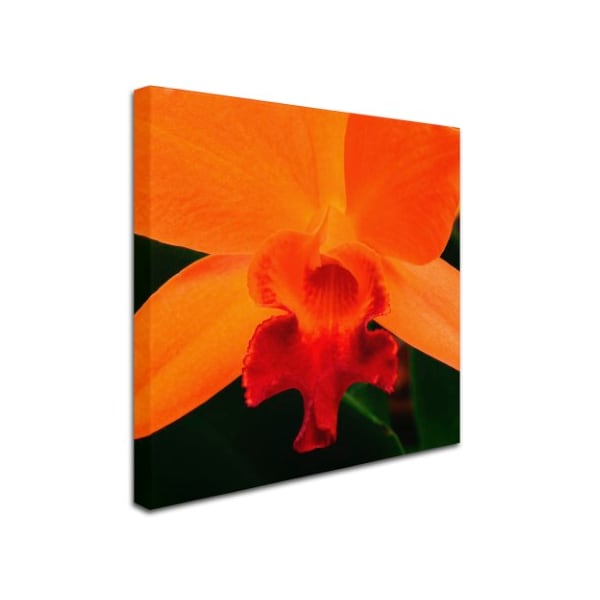 Kurt Shaffer 'Brilliant Orchid On Fire' Canvas Art,24x24